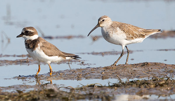Common Ringed Plover